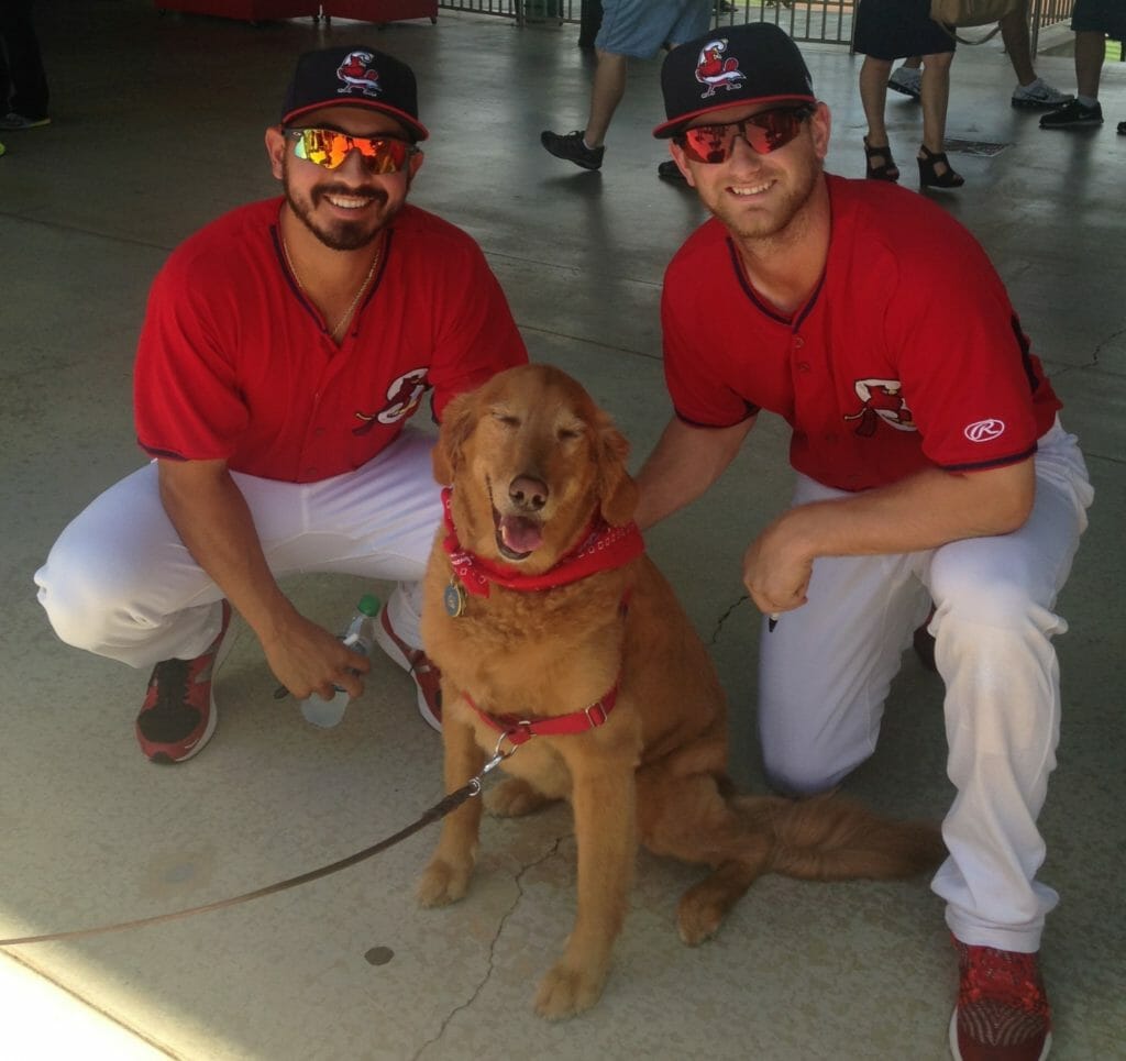 Lucy acting as a greeter at a Springfield Cardinals baseball game, pictured alongside players Andrew Morales (left) and Bruce Caldwell./Courtesy Dr. Norman Knowlton III
