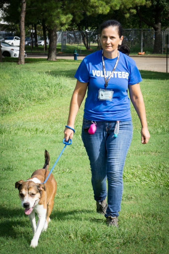 Pamela Caballero walking shelter dog Buster, a 6-year-old Boxer/Beagle cross. 