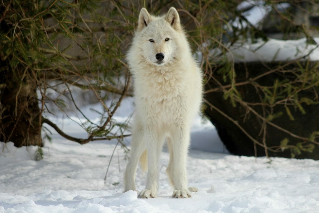 Three-year-old ambassador wolf, Nikai, enjoying the snowy grounds of Wolf Conservation Center last winter./Courtesy Wolf Conservation Center.