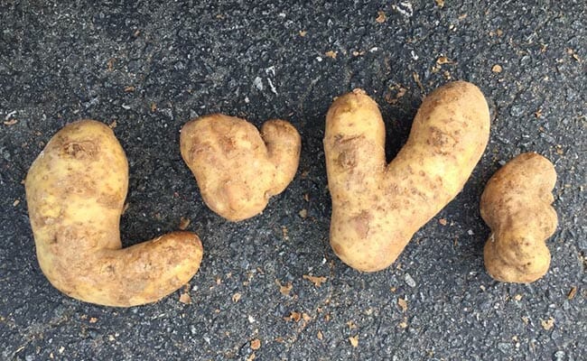 Potato Gleaning Community Service Opportunity