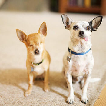 Animal Synergy rescue dogs Stevie (left) and Pedro./Courtesy Carla Naden