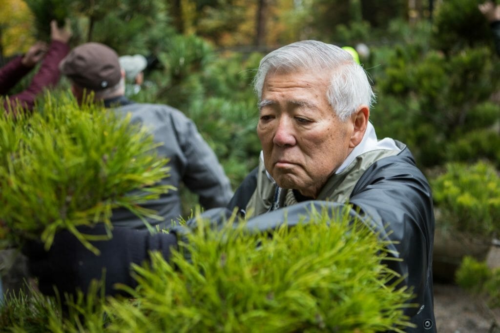 Dick Doi attending to bonsai in the Portland Japanese Garden./Courtesy Catherine Adinolfi