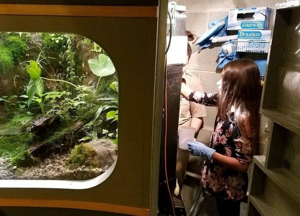 Trinity assisting Dr. Ruth Marcec caring for endangered Dusky Gopher frogs at Amphibiville in the Detroit Zoo./ Courtesy Angel Favazza