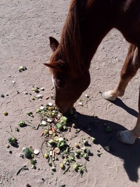 The animals at Circle L Ranch eat various vegetable and fruit scraps./Courtesy Ryan Stringham