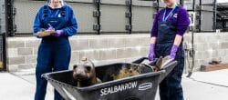 Two people push a sea lion pup in a wheelbarrow.