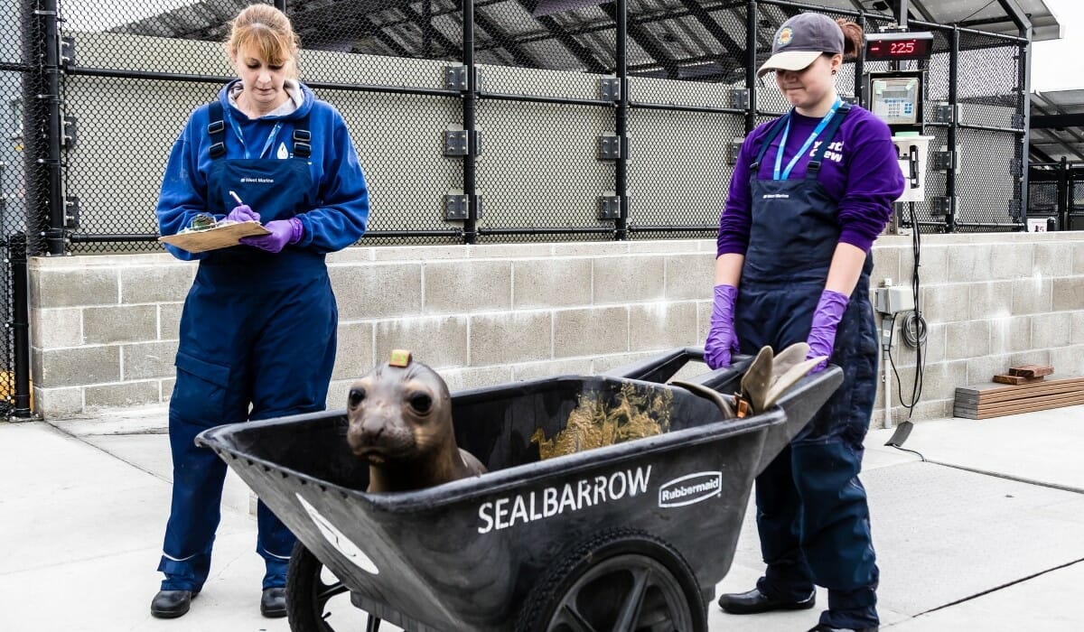 Two people push a sea lion pup in a wheelbarrow.