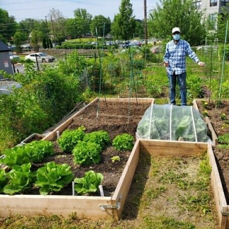 Man standing in a garden plot with raised beds.