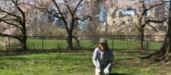 Woman kneels on the grass in a park with blossoming trees in the background.