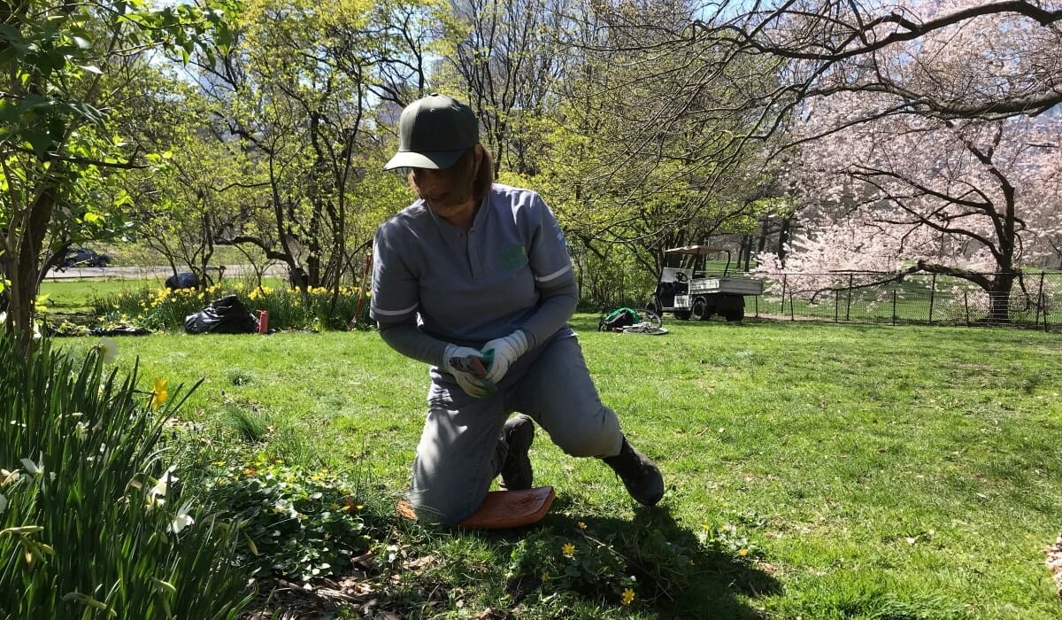 Woman gardens in a park.