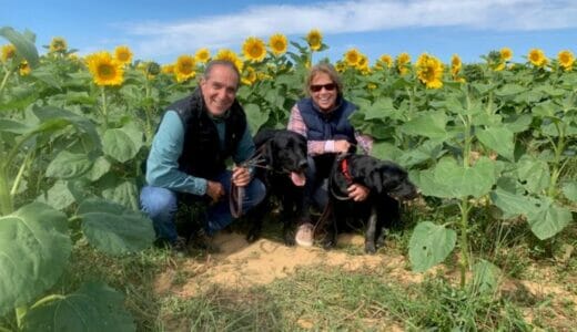 Two people pose with two black Labradors in a field of sunflowers.