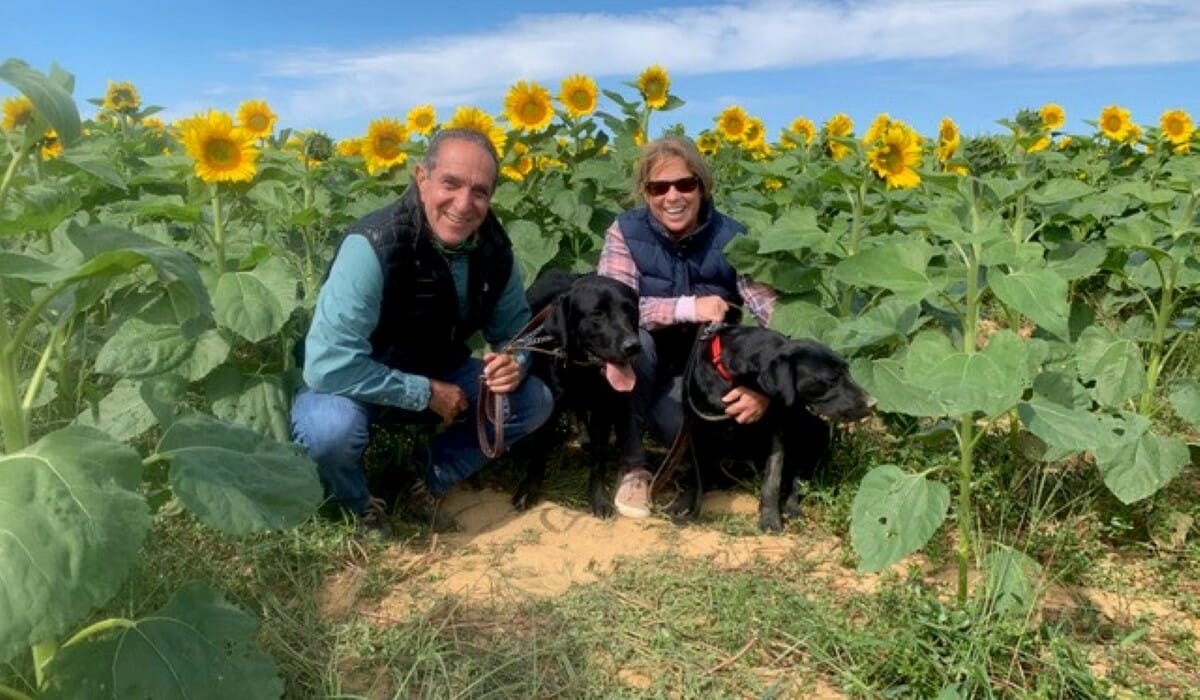 Two people pose with two black Labradors in a field of sunflowers.